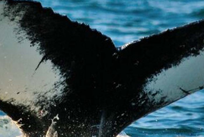 Whail Tail at Cliff House Hotel, Ardmore