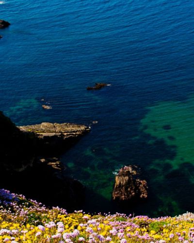 Wildflowers above the Ardmore coastline