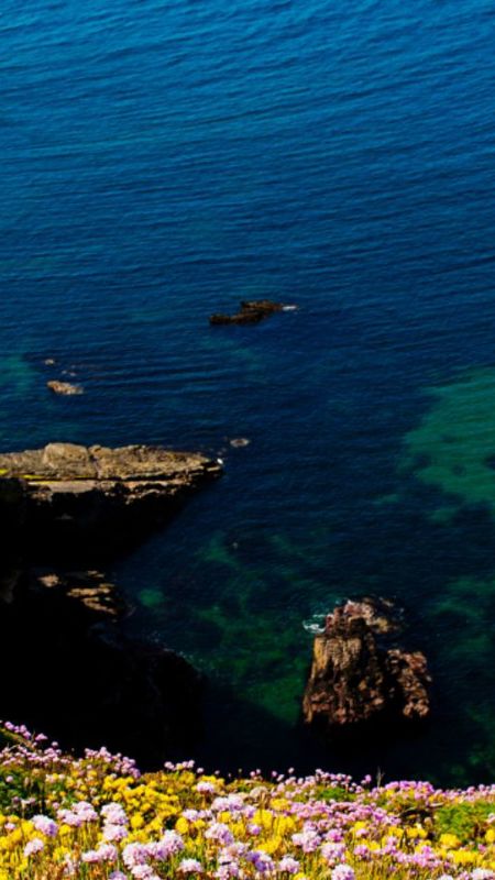 Wildflowers above the Ardmore coastline
