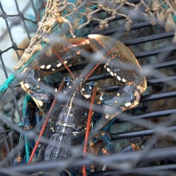 Lobster-1