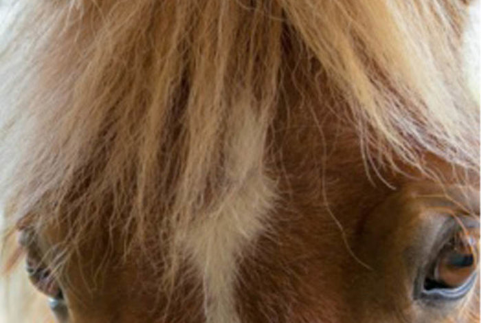 Fun for all the family at Cliff House Hotel