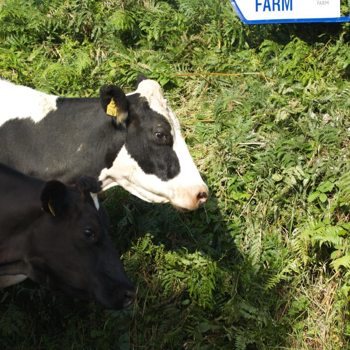 Glenilen Farm at Cliff House Hotel, Ardmore, Co. Waterford