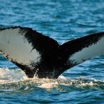 Whale-Tail_600x640