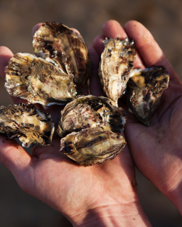 Hartysoysters 887 1024X683