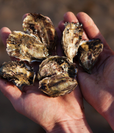 Hartysoysters 887 1024X683
