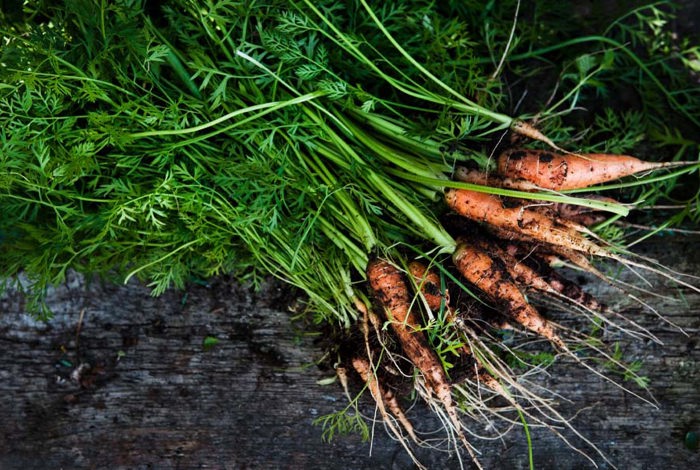 Carrots at Cliff House Hotel, Ardmore
