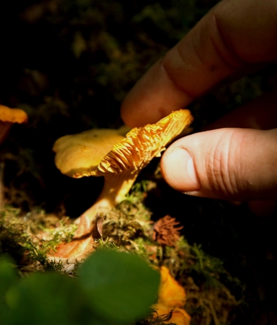 Decadent Seafood Chowder Recipe at Cliff House Hotel, Ardmore, Co. Waterford