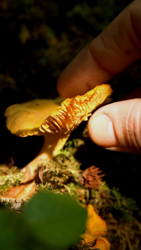 Decadent Seafood Chowder Recipe at Cliff House Hotel, Ardmore, Co. Waterford