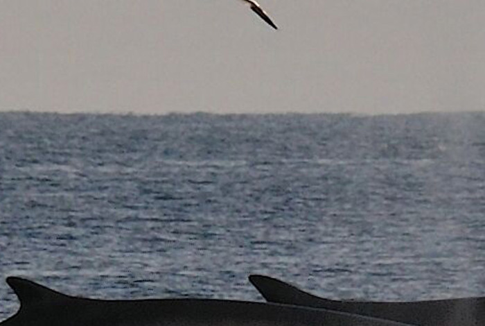 Whales Bird at Cliff House Hotel, Ardmore