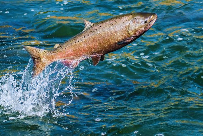 CLIFF Fishery at Cliff House Hotel, Ardmore