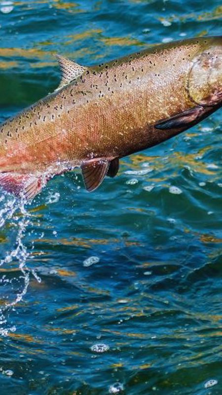 CLIFF Fishery at Cliff House Hotel, Ardmore