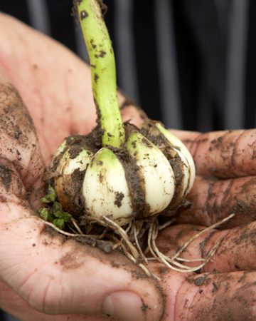 Untitled Design 2020 09 03T163126.420 1024X1024